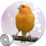 Best Bird Sounds & Ringtones icon