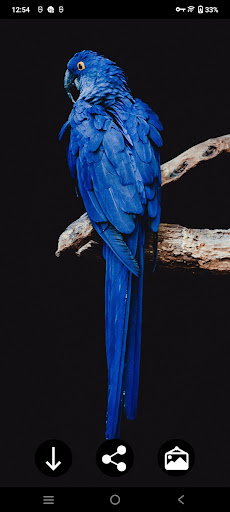 Android application Parrot Wallpapers screenshort