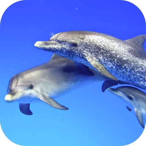 Dolphins Video Live Wallpaper logo