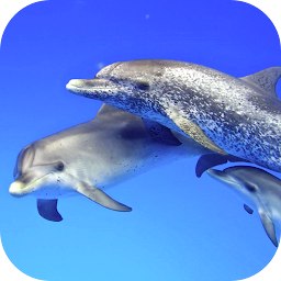 Ikonbild för Dolphins Video Live Wallpaper
