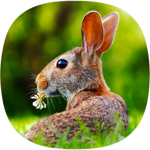 Rabbit Sounds logo