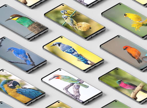 Android application Bird Wallpaper HD screenshort