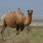 Camel Sounds