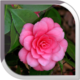 Camellias Live Wallpaper icon