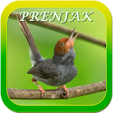 Chirping Prenjak Mp3 icon