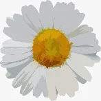 Papatyam