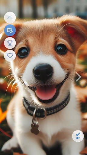 Android application Dogs Cool Wallpapers screenshort