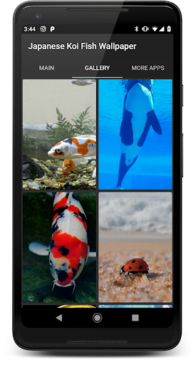 Japanese Koi Fish Wallpaper Screen 2