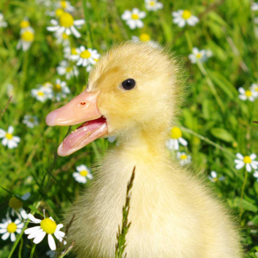 Baby Duck Wallpaper