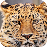 Leopard face. Live wallpapers icon