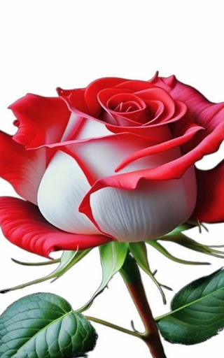 Roses And Flowers GIFs Images Screen 3