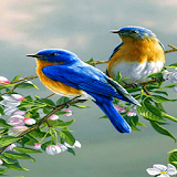 Cute Blue Birds LWP icon
