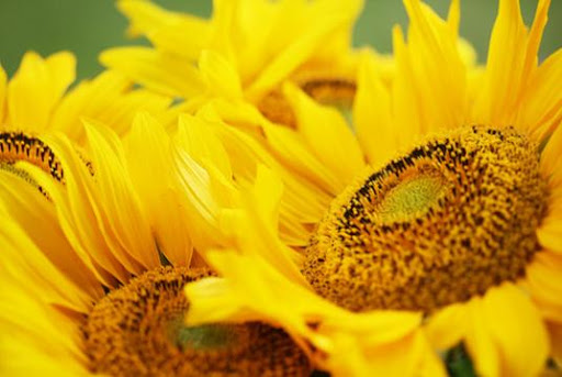 Sunflower Oil Benefits