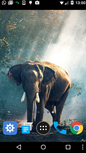 african elephant wallpaper Screen 2