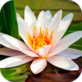 Water Lily Live Wallpaper icon