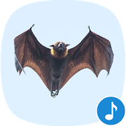 Appp.io - Bat Sounds