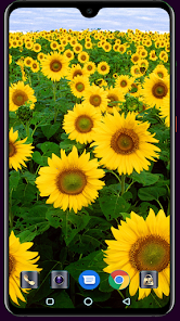 Imágen 7 Sunflower Wallpaper android