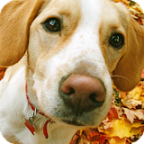 Beagle Dog Live Wallpaper icon