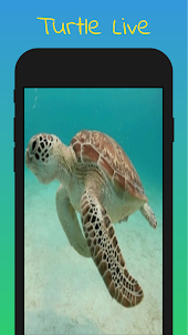 Baby Turtle Live Wallpaper
