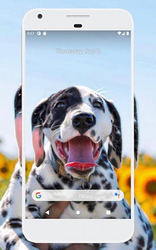 Android application Dalmatian Wallpapers screenshort