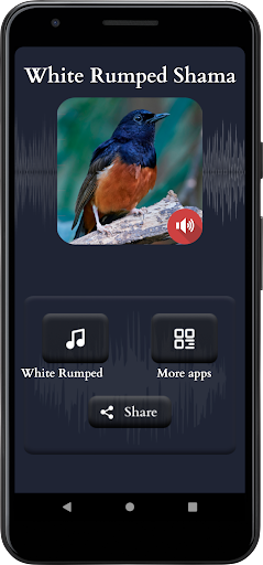 White-rumped Shama Sounds Screen 2