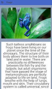 Beautiful amphibians