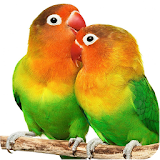 Lovely Parrot LiveWallpaper icon