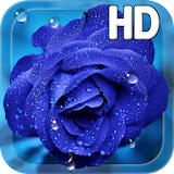 Blue Rose Drops LWP icon