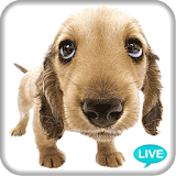 Cute Baby Dog Live Wallpaper icon