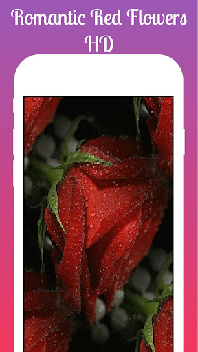 Download Red Rose Live Wallpaper Red Rose Background Free for Android - Red  Rose Live Wallpaper Red Rose Background APK Download 
