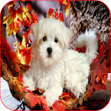 Cute Puppies HD Wallpapers Latest... icon