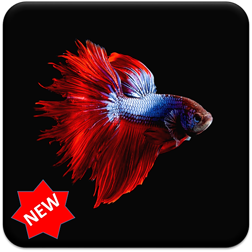 Betta Fish Wallpaper Header - AppWisp.com