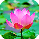 Cover Image of ดาวน์โหลด Lotus Flower Live Wallpaper 16.0 APK