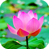 Lotus Flower Live Wallpaper Backgrounds