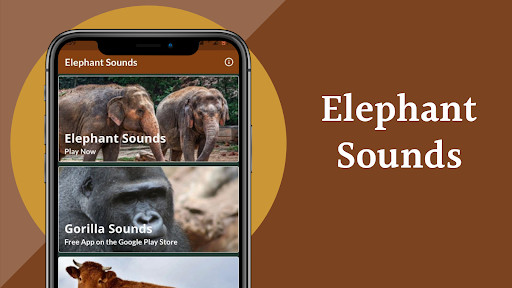 Elephant Sounds Screen 2