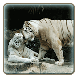 Roar Tiger Wallpaper icon
