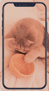 Aesthetic Cute Cat Wallpaper