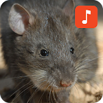 Cover Image of Download Bandicoot rats calls 1.0.2 APK