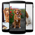Cover Image of डाउनलोड Cute Dog Wallpaper Offline  APK