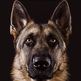 German Shepherd Wallpaper icon