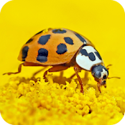 Top 14 Personalization Apps Like Ladybird Wallpaper - Best Alternatives