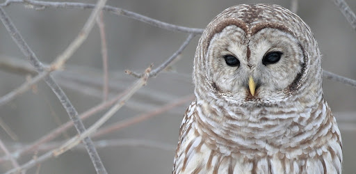Birds of prey