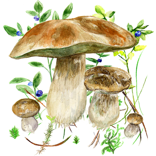 Mushrooms app 110 Icon