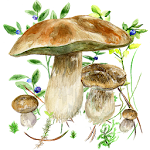 Cover Image of Download Mushrooms app 62 APK