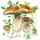 Mushrooms app icon