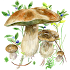 Mushrooms app98