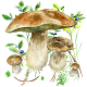 Mushrooms app