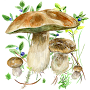 Mushrooms app