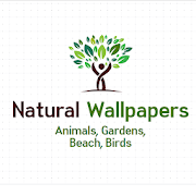 Top 50 Personalization Apps Like nature-hd-wallpapers-and-backgrounds - Best Alternatives
