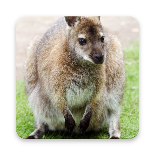 Wallaby Wallpaper Hd Google Play のアプリ